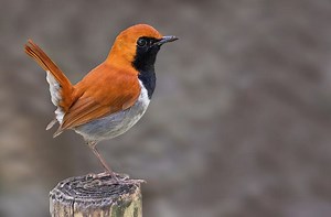 Ryukyu robin - Alchetron, The Free Social Encyclopedia