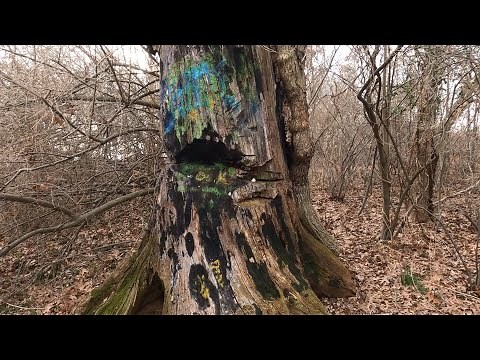 The Devil Tree