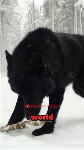 All Wolves Respect This!! (Alpha Black Wolf)🐺