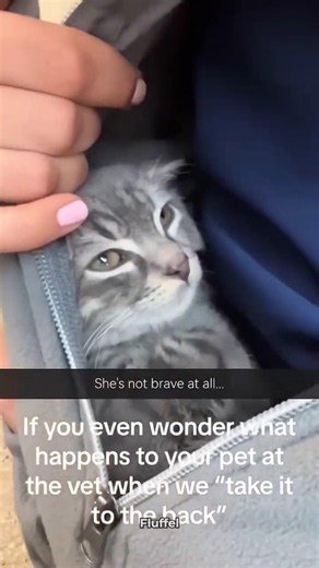 The Cat Thought the Vet Was the END 😂