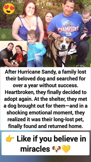Lost After Hurricane Sandy 💔 The Dog That Found Its Way Back Home 🐶 #shorts #story