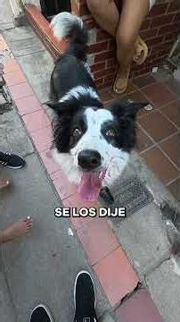 Adoptamos una Border Collie de 8 meses #bordercollie #perros