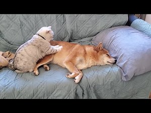 Issue 6: Cat massaging Dog ("Personal Massage Therapist")