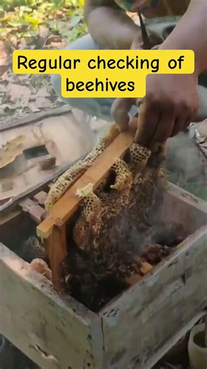 Schedule maintenance of Beehive #beeactive #honey #honeybeesting #beekeeping #beepollination #bee