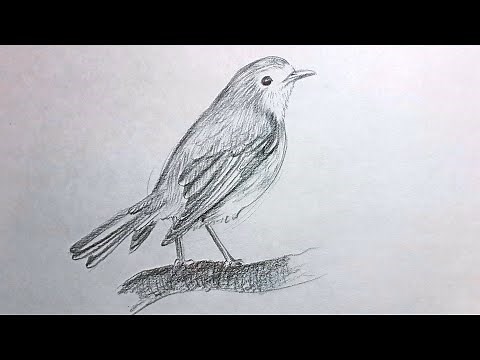 How to draw a Robin step by step