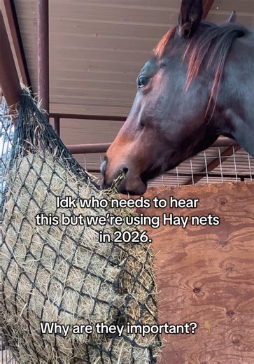 Benefits of Using Hay Nets for Horses