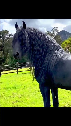🐎 Los 3 Caballos Más Hermosos del Mundo 🌍✨