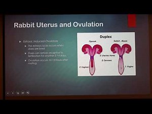 Rabbit Breeding 101