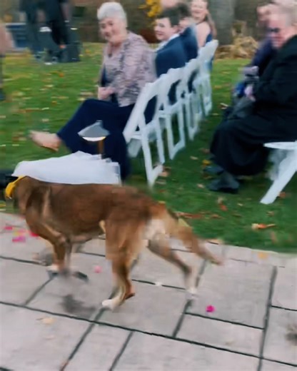This dog is the ultimate wedding protector 💍😂 | Lessons Learned In Life
