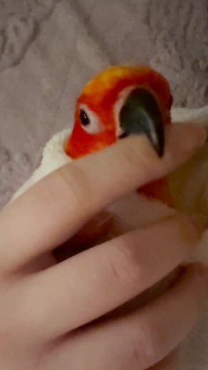 Can I Bite You? Understanding Sun Conures and Their Behavior