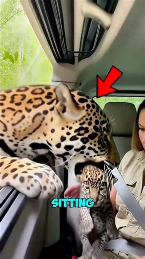 Cheetah Leaves Her Baby in a Woman’s Car 😱🐆