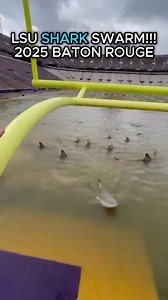 Only in Baton Rouge can a football stadium turn into an aquarium full of apex predators. This angle shows how deep the water really is — deep enough for a bull shark to patrol the 50-yard line like it’s running defensive drills. That player wrapped around the goalpost is not playing football anymore… he’s playing Stay Alive Simulator 2025. This is straight-up Jaws: SEC Edition. #BatonRouge #LSU #TigerStadium #SharkInfestation #Flooding #BullSharks #ScaryVideo #Wildlife #CampusLife #ViralReels #U