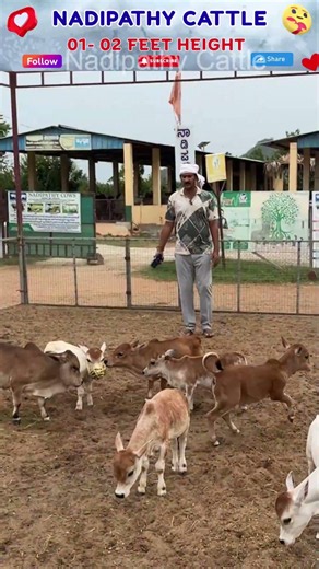 World’s Smallest Cows that grow in homes | Nadipathy Cattle Just 1-2 Feet Tall