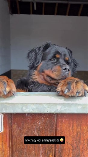 Never a dull moment with these kids .. give me dogs anyday all day 💯 . . #rottiesoftiktok #rottweilerdog #rott #rotti #rottielife
