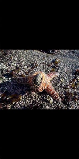 2.20.Mollusk: "Mussel"