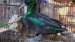 321K views · 8.2K reactions | Fancy Hen Rooster Exotic Birds Parrots, Duck, Peacock, Surkhab Pheasant, Rabbit, Pigeons | Jamshed Asmi Informative vlogs | Facebook