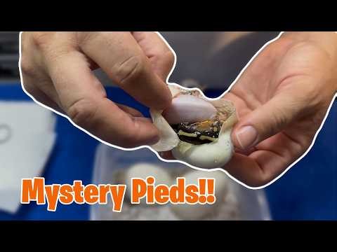 Mystery Pied Egg Cutting!! #ballpython #snake #eggcutting
