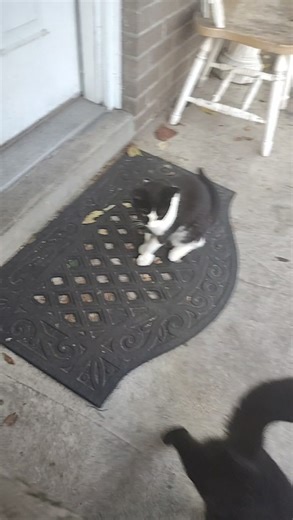 All 3 of these babies need a home. One of the black ones is Male the other 2 are female . They are 7 months old . They have the thickest,softest fur and are some of the sweetest babies | Brook Wilson | Facebook