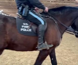 3.4K views · 265 reactions | Our training doesn't stop when we graduate the police academy. USPP officers train throughout their careers to strengthen essential skills. Recently, the horse mounted officers in the New York Field Office dedicated time to focus on their horse riding talents. | United States Park Police | Facebook