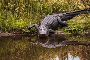 Alligator Hunting in Louisiana: Timing, Locations, Permits, and More!