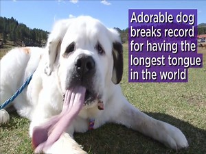 123K views · 119 reactions | This dog's tongue is ridiculously long.   | Yahoo UK | Facebook