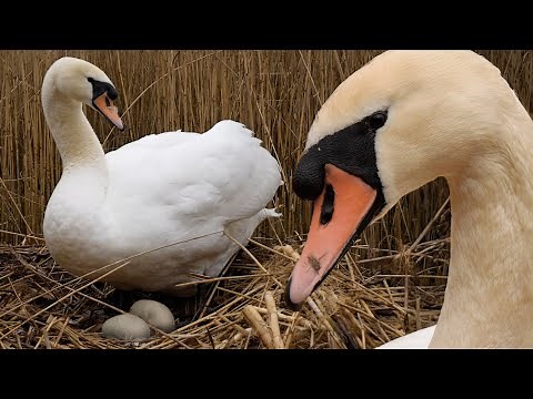 Mute Swan Pair Welcome First Eggs | Discover Wildlife | Robert E Fuller