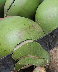 154K views · 985 reactions | Kelapa Hijau Bukan Kopyor, Tapi seger殺 | Grafting Examples | Facebook