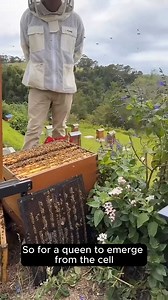 Flow Hive - 🐝 Ever wondered how a queen bee is made? Watch...