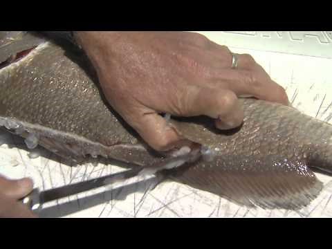 How to Clean Sheepshead