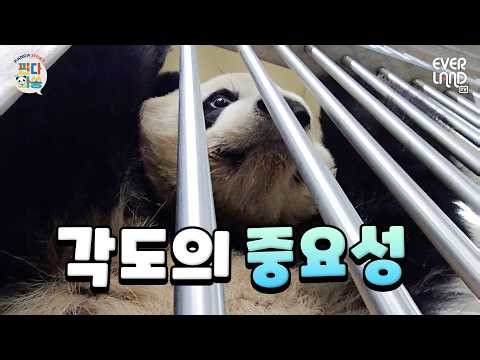 Pandas are cute by nature, so who cares about angles? They don't care | #PandaAndSong #247