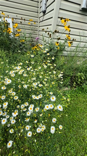 1K views · 67 reactions | Plant spotlight - Heath Aster- Symphyotrichum ericoides - High Wildlife Value! Plant it if native to your region. #savingmonarchs #heathaster #pollinators #nativeplants #nature #pollinatorgarden #insects #gardening #Asters #aster | Saving Monarchs | Facebook
