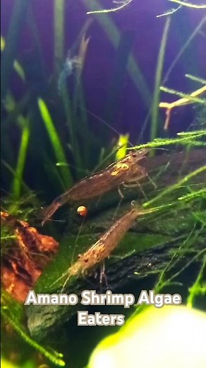 Everything You Need To Know About Amano Shrimp