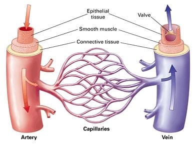 15 Differences Between Arteries And Veins (structural And Functional)