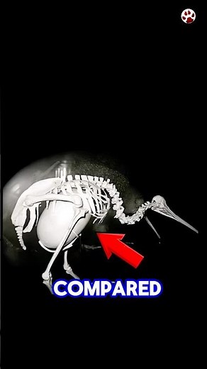 The Bird That Lays a GIANT Egg! 😳🐣#shorts #kiwibird #animalfacts