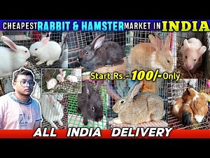 Cheapest Rabbit/Hamster & Guiniapig Market In INDIA| Belgian Black & White Bunny/White Mice For Sale