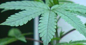 Study: U.S. pot use doubled in the last decade