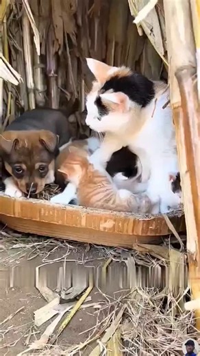 16K reactions · 500 shares | Puppy Tries to Bully Kittens – But Mama Cat Teaches Him a Lesson! | Petsux | Facebook