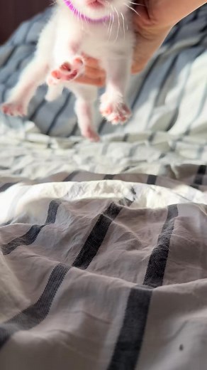 2.7M views · 44K reactions | Teletubbies gemeessss拾珞殺 | Kun Cha | Facebook