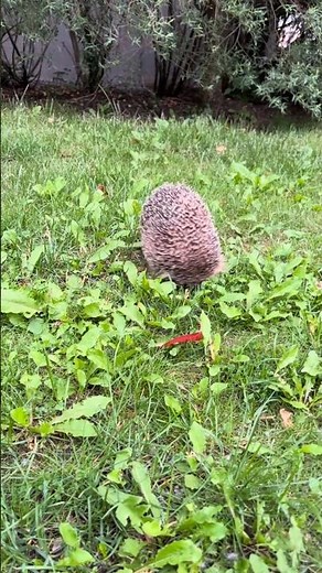 Why Hedgehogs Roll Into a Ball? #Hedgehog #AnimalSecrets #NatureMystery #Wildlife #AnimalDefense