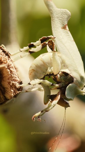 Orthoptera cricket ........323tEHYX #reels #nature #shorts #insects #wildlife | Primi Studios