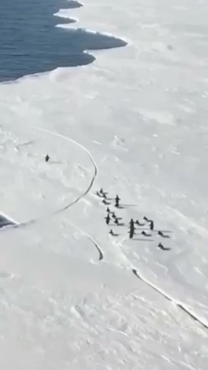Penguin Migration: Fascinating Journeys of Birds
