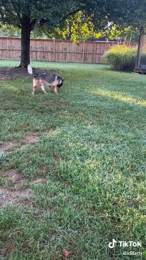 Started with something bigger to get him back in the game to have some fun at home. It has been over a year since we have done something. Don’t mind his coat…I had just given him a bath. #articlesearch #k9bir #copsoftiktok