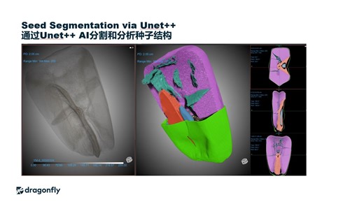 【Dragonfly教程】62 通过数据裁剪、降采样和Unet   AI做种子结构分割和分析