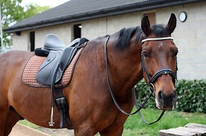 7 idées d'exercices pour MUSCLER son cheval facilement - adadamondadou