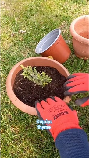 How I plant my thyme in a pot! #thyme #gardening #garden