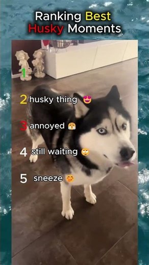 Best Husky Ranking #husky #funny #ranking #fyp #tiktok