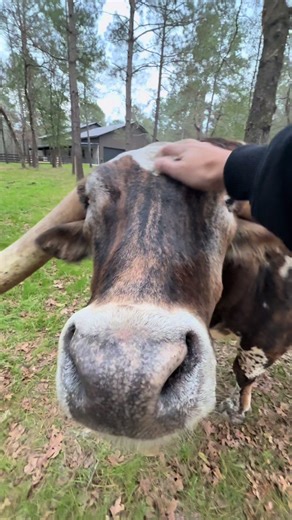 Times like these in the pasture will always be one of my favorite memories! Sweetest Dunn Road Trip🥰 #texaslonghorns #longhorns #texaslonghorncattle #showcattle #longhorncattle