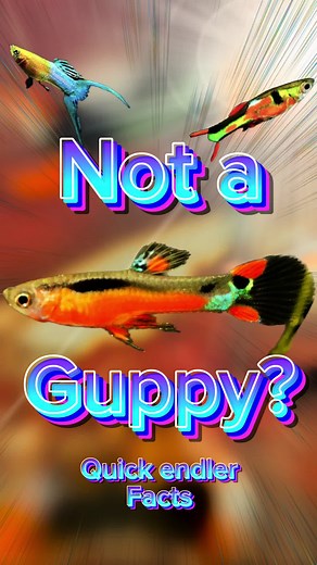 Endlers are a great fish to brighten up your freshwater aquarium! #aquarium #endlerguppy #freshwateraquarium #guppies #fishkeeping #Australianbusinesses #microaquaticshop