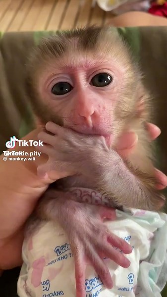 Whenever you see socks/tape on baby monkey’s hands, realize it’s for their own sake, when they suck their fingers/hands too hard - which causes injury. #babymonkey #monkeybaby #sadmonkey #poormonkey #millionpity #abandonedmonkey #trappedmonkey #angrymonkey #sillymonkey #babymonkeys #monkeytantrum #monkeytrouble #badmonkey #crybabymonkey #cutemonkeybaby #monkeyface Repost: @monkey vali
