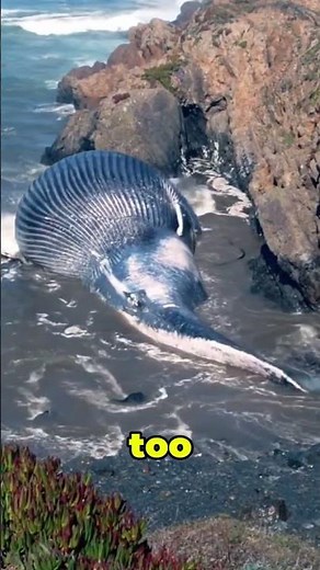 Why Dead Whales Can Explode 😳 #ScienceFacts